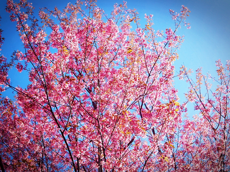 Landscape tree nature outdoor