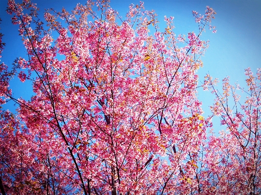 Landscape tree nature outdoor Photo