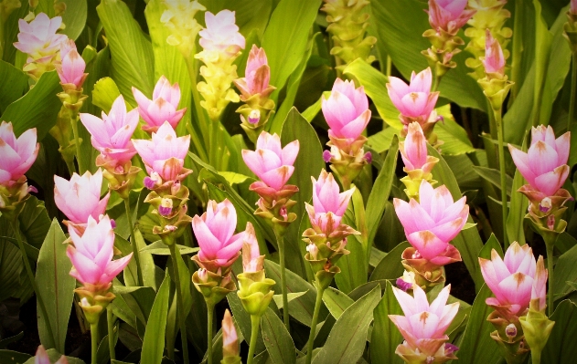 Water blossom drop plant Photo