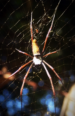 Foto Natura foresta animale tropicale