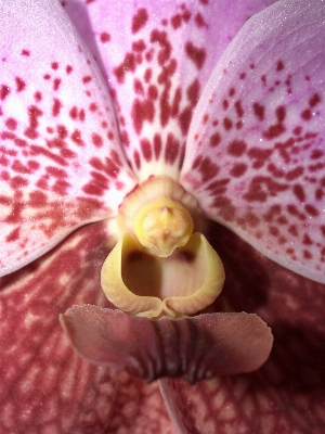 Nature branch blossom growth Photo