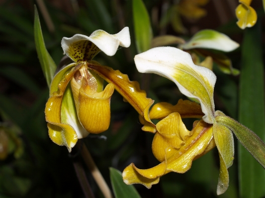 Nature branch blossom growth Photo