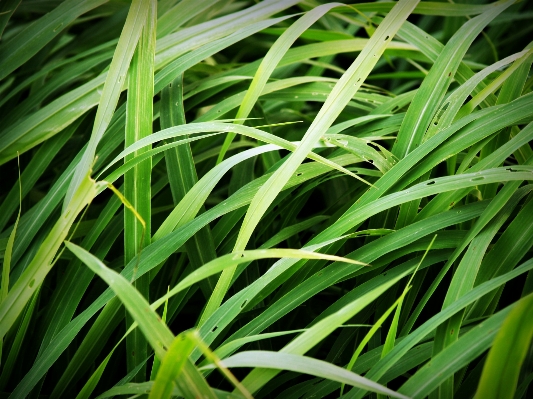 Landscape nature grass outdoor Photo