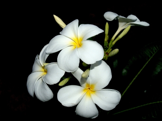 Tree nature blossom plant Photo