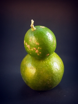 Apple 自然 ブランチ 植物 写真