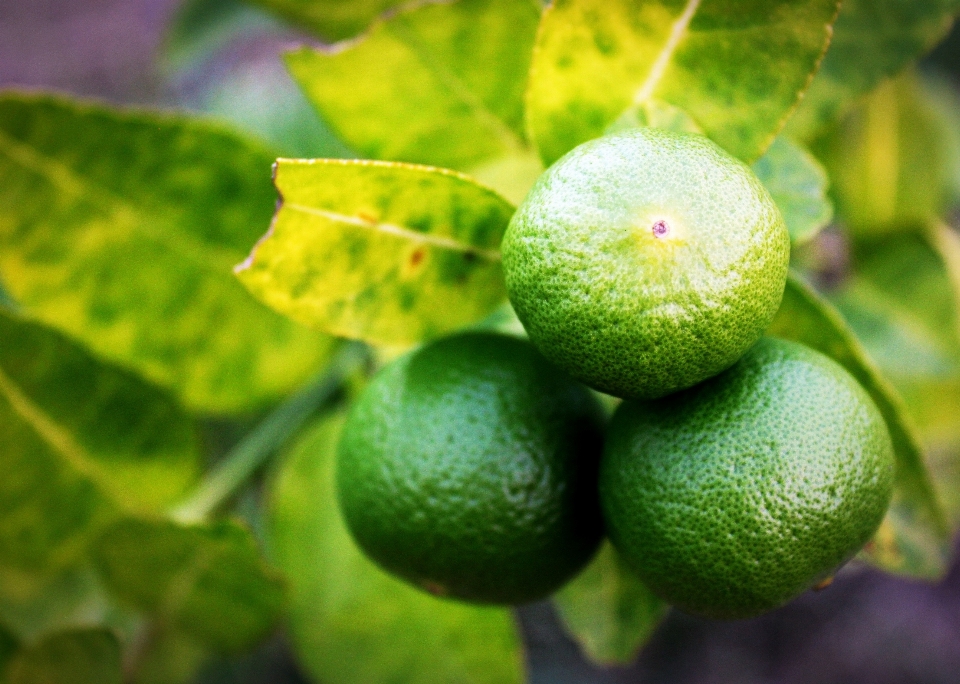 自然 ブランチ 植物 白