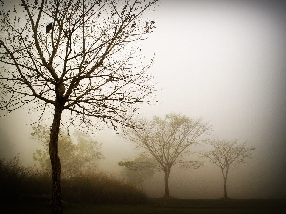 Landscape tree nature grass