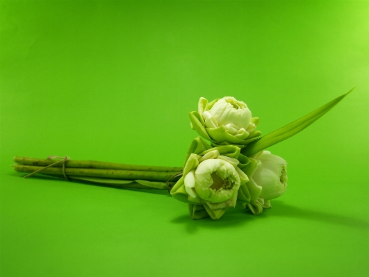 Water nature blossom plant Photo