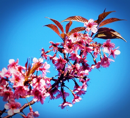 Landscape tree nature outdoor Photo