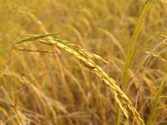 Nature grass growth plant Photo