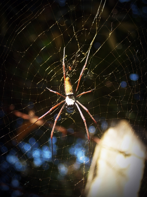 Natura foresta animale riflessione