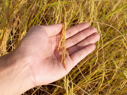 Hand tree nature grass Photo