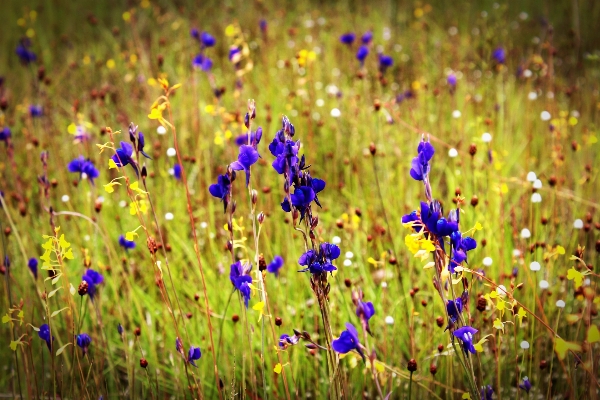 Landscape nature grass outdoor Photo