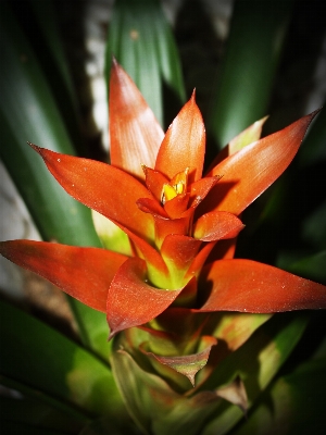 自然 花 グループ 植物 写真