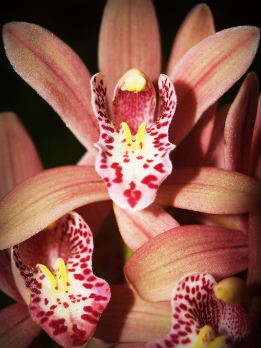 Nature blossom growth plant