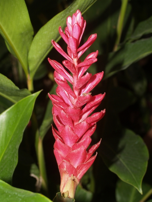 Nature branch blossom growth