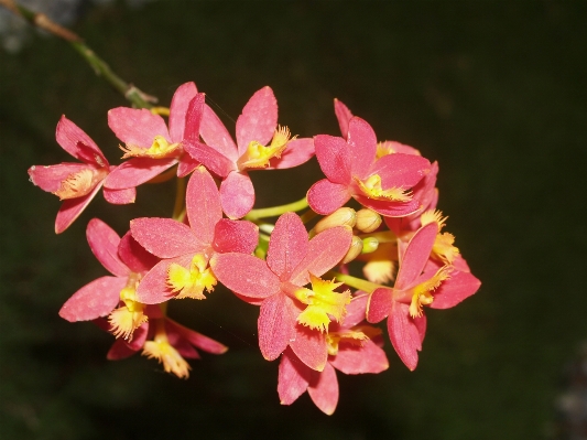 Nature branch blossom growth Photo