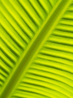 Nature grass branch drop Photo