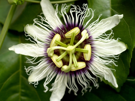 Nature forest blossom plant Photo