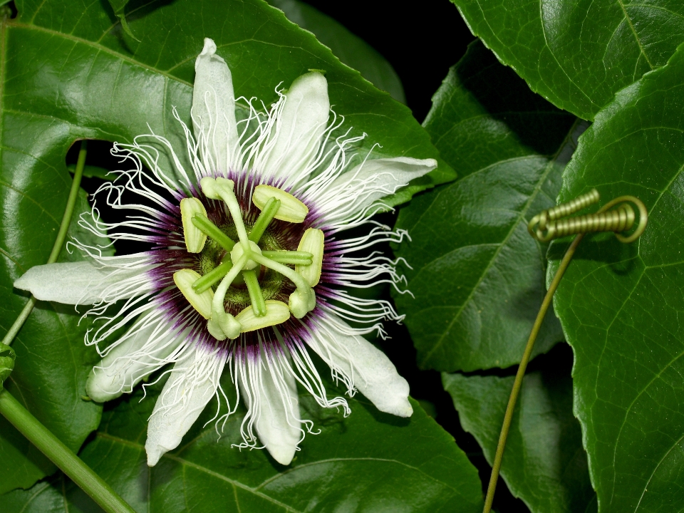 Nature forest blossom plant