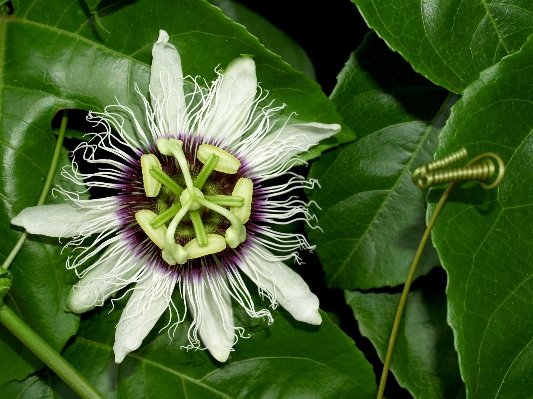 Nature forest blossom plant Photo