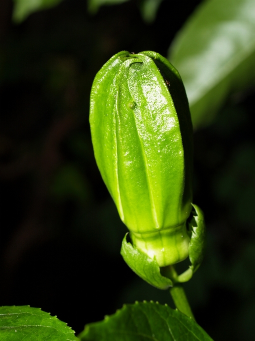 Alam hutan mekar tanaman