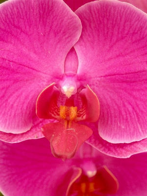 Nature branch blossom growth Photo