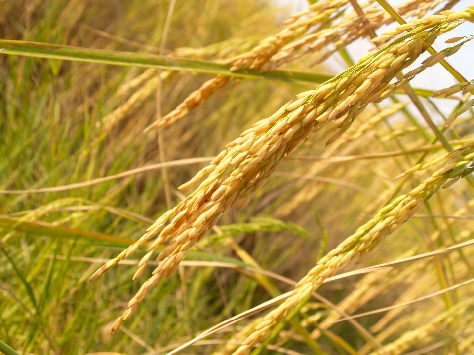 Nature herbe croissance usine