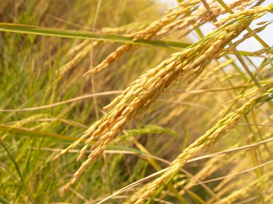 Nature grass growth plant Photo