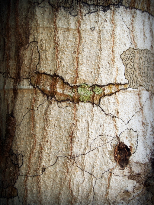 Arbre nature forêt bifurquer