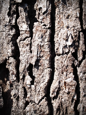 Tree nature forest branch Photo