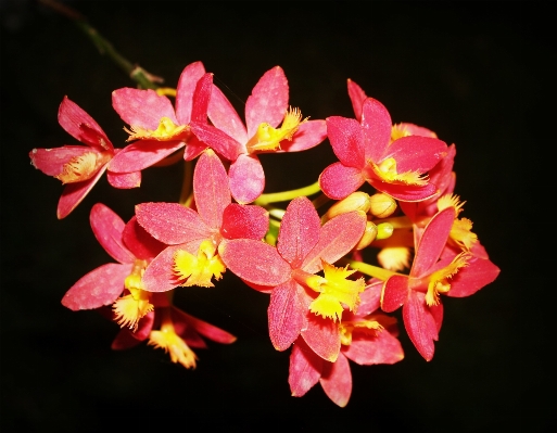 自然 花 成長 植物 写真