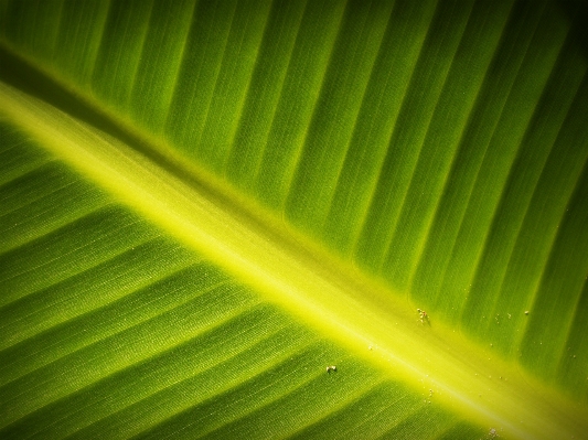 Nature grass light growth Photo