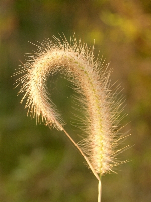 Nature grass outdoor branch Photo