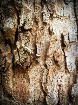 Tree nature forest rock Photo