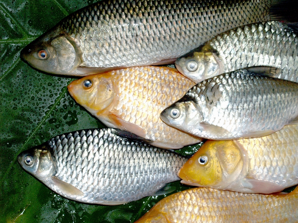 水 白 動物 川