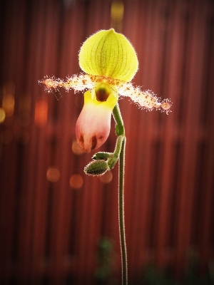 Nature blossom light growth Photo