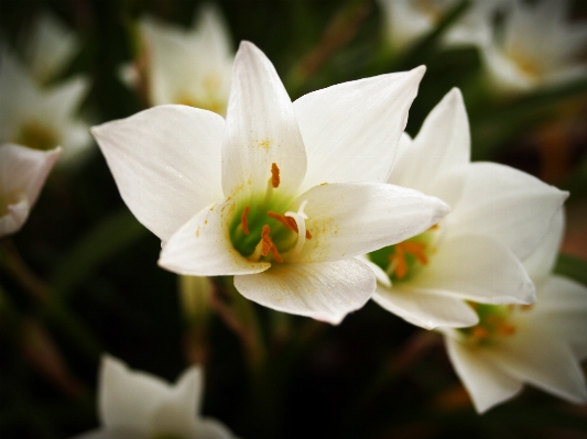 Nature blossom group plant Photo