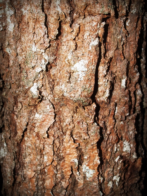 Tree nature forest branch