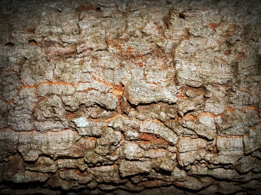 Tree nature forest rock Photo