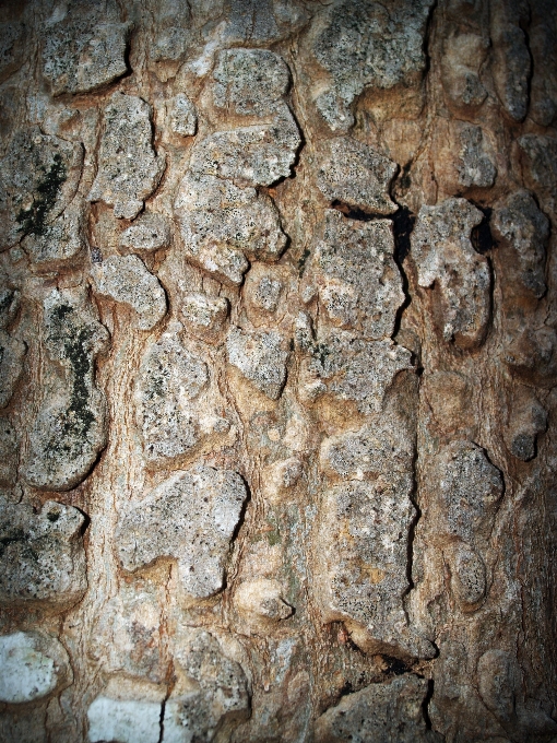 Tree nature forest rock