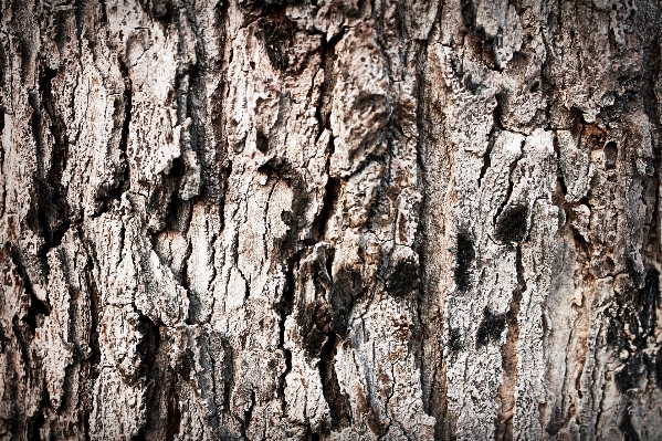 Tree nature branch plant Photo