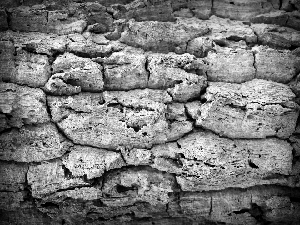 Tree nature forest rock