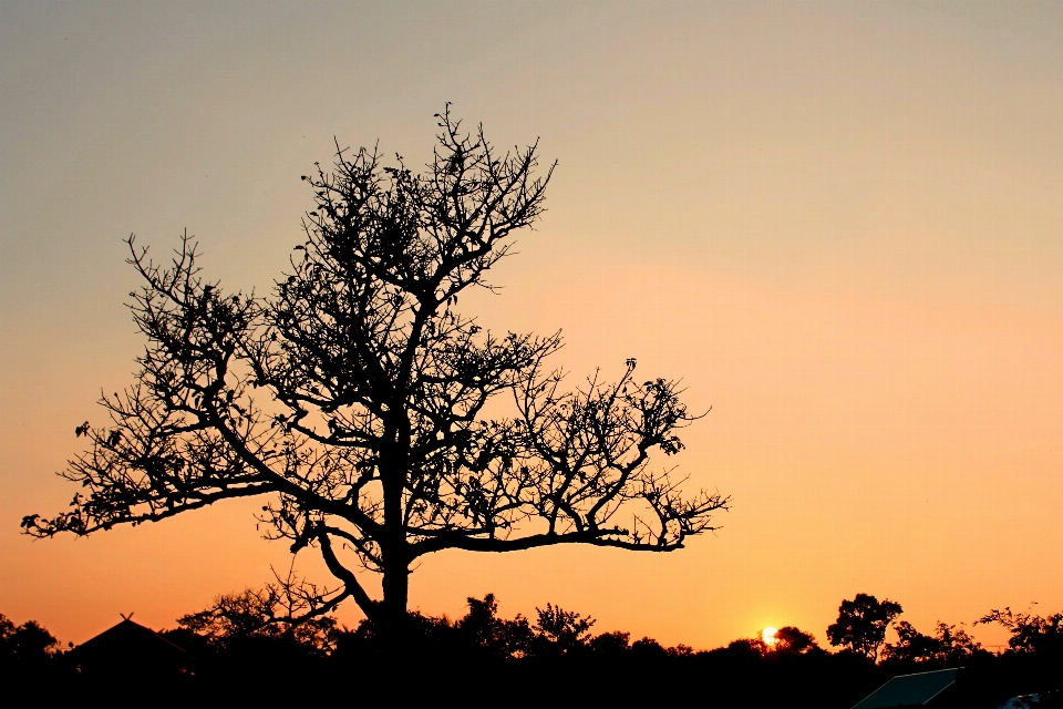 Landscape tree nature grass