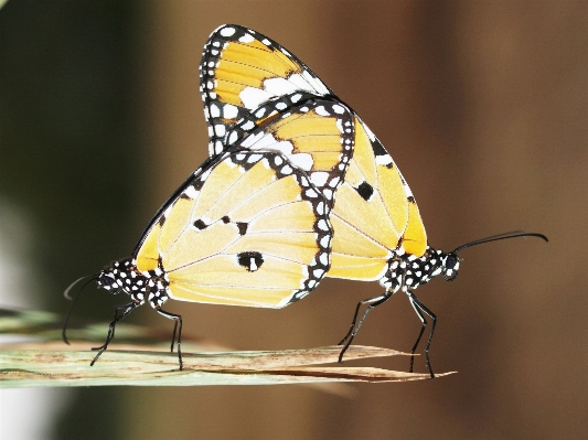 Nature grass blossom wing Photo