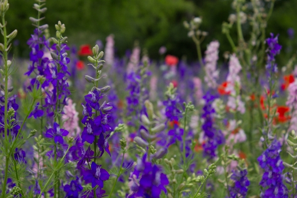 Landscape nature blossom plant Photo