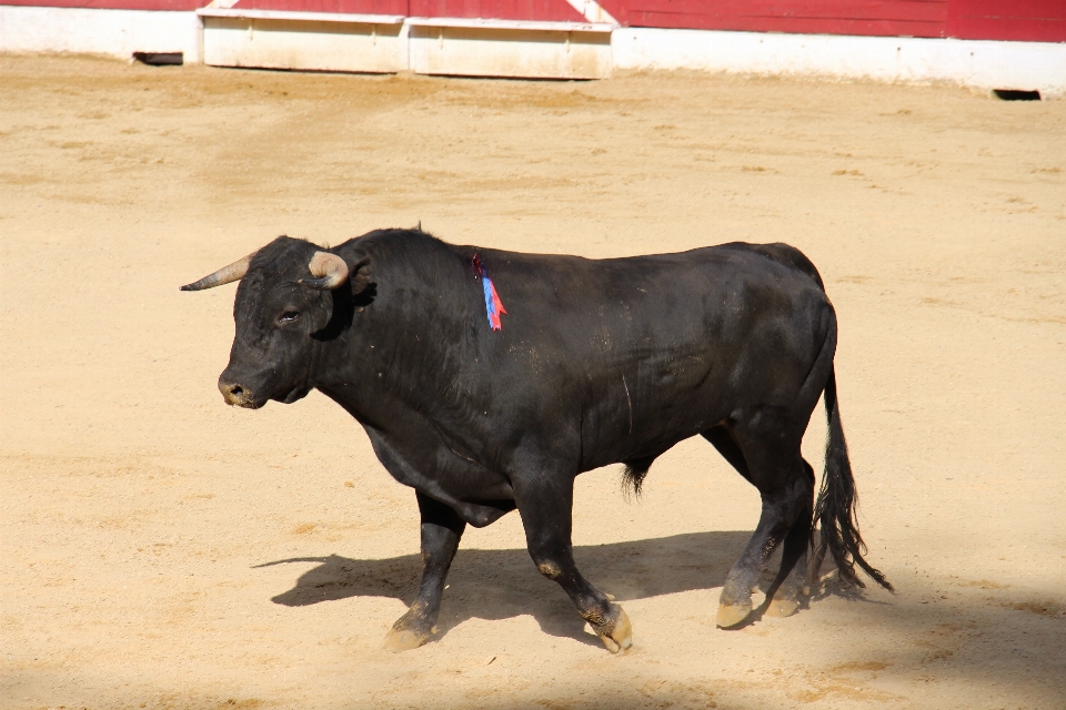 Mammal bull performance bullring