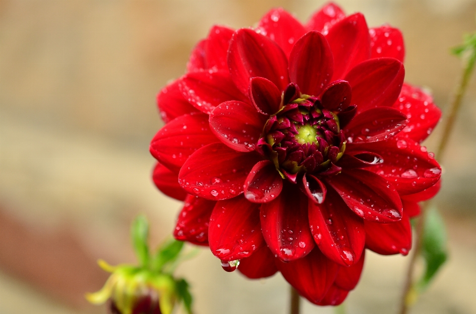 Fleurir usine la photographie pluie