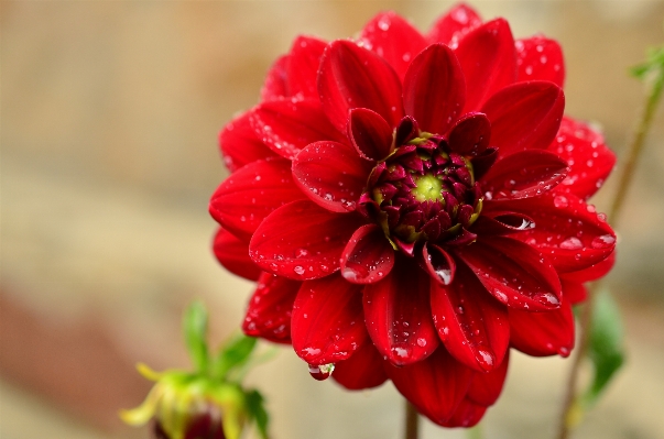 Blossom plant photography rain Photo