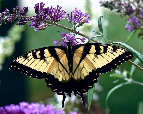 Foto Natureza asa flor animais selvagens